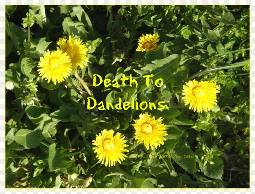 Dandelion Common Annual Plant Sow Thistles Herb PNG