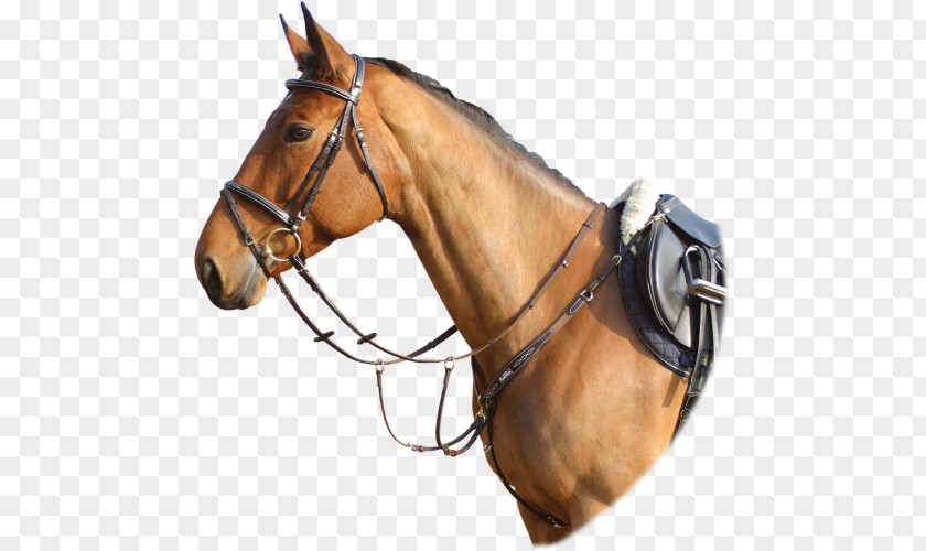 Horse Halter Saddle Hunt Seat Breastplate PNG