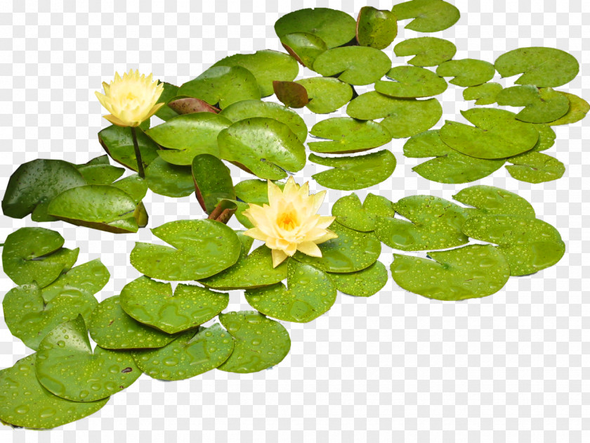 Lake Leaf Clip Art PNG