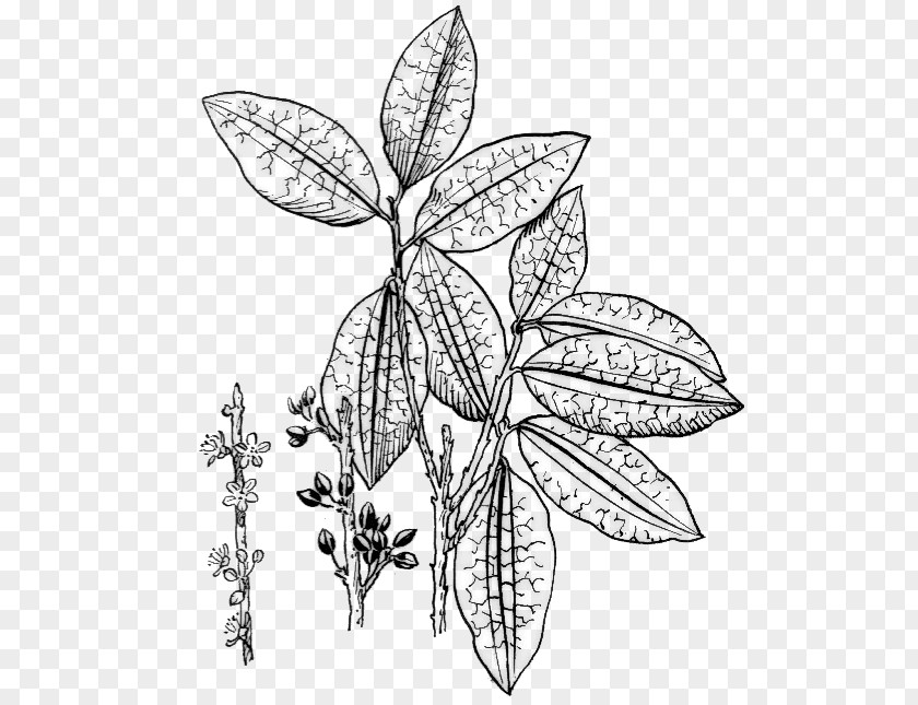Leaf Erythroxylum Coca Drawing Clip Art PNG