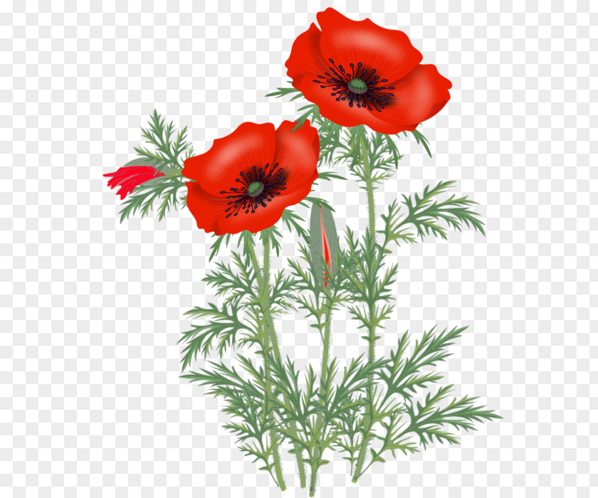 Opium Poppy Common Clip Art PNG