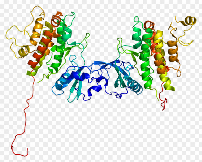Protein Kinase Mitogen MAPKAPK2 PNG