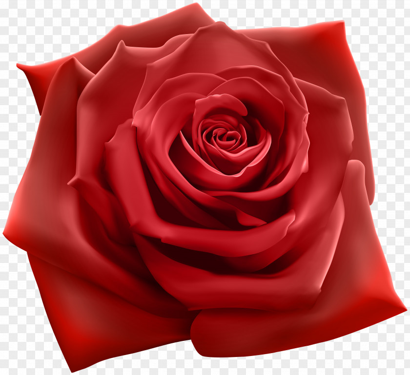 Red Rose Clipart Image Stock Illustration Photography PNG