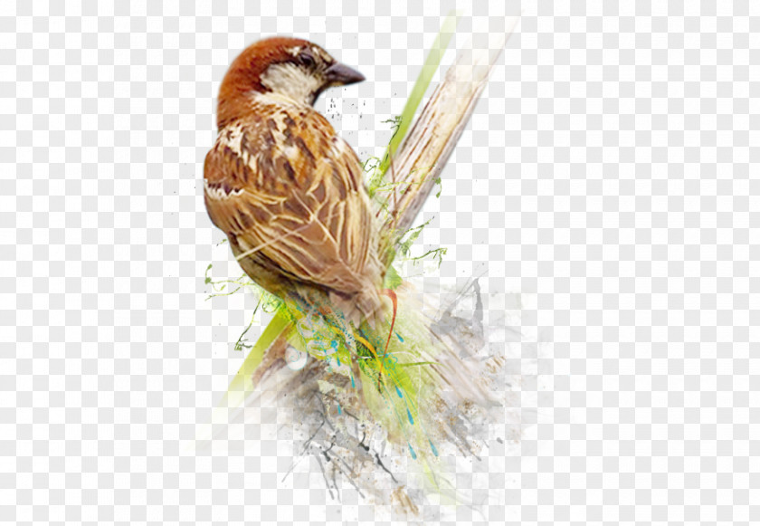 Sparrow House Bird World Day PNG