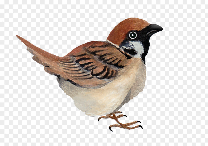 Sparrow House Finches Wren Galliformes PNG