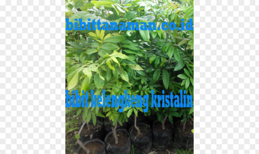 Tree Shrub Herb Houseplant PNG