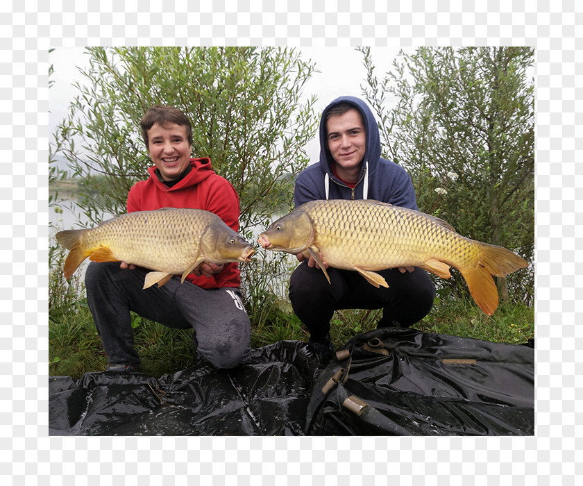 Fish Pond Carp Fisherman Rudd PNG