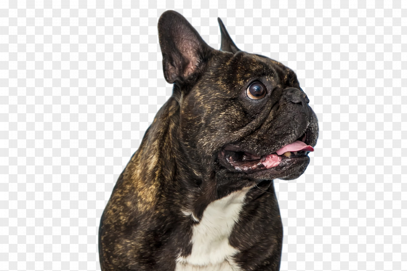 French Bulldog PNG