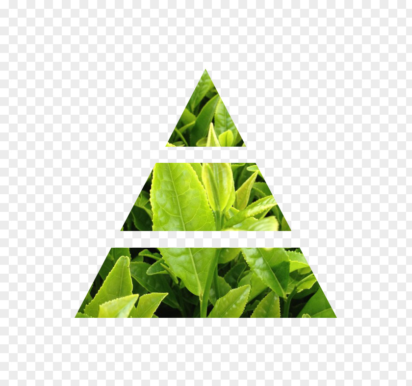 Green Tea Note Nissan Leaf Vanilla Lily Of The Valley PNG
