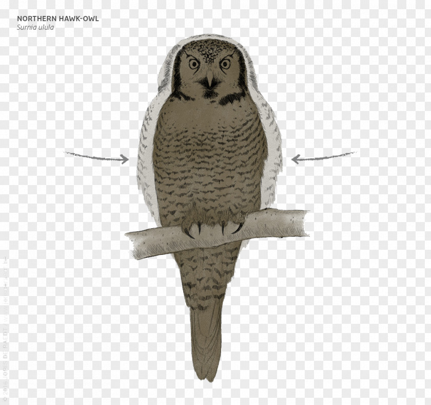 Night In Eagle Feather Great Grey Owl PNG