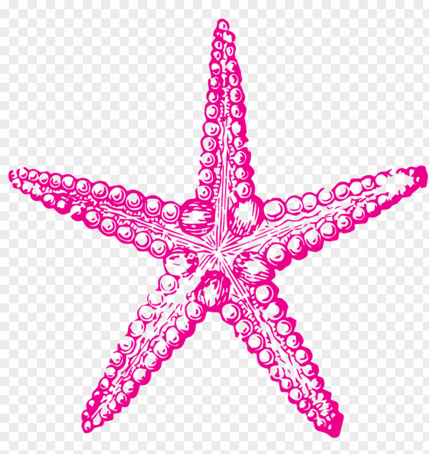 Starfish Sea Urchin Drawing Clip Art PNG