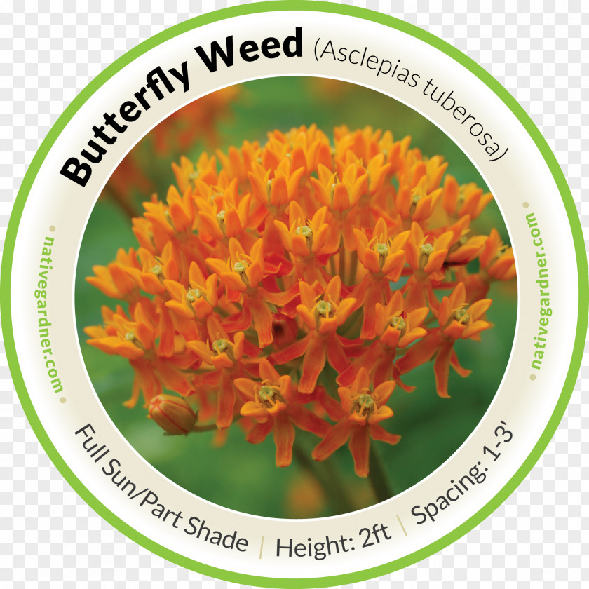Butterfly Weed Mexican Swamp Milkweed Perennial Plant PNG