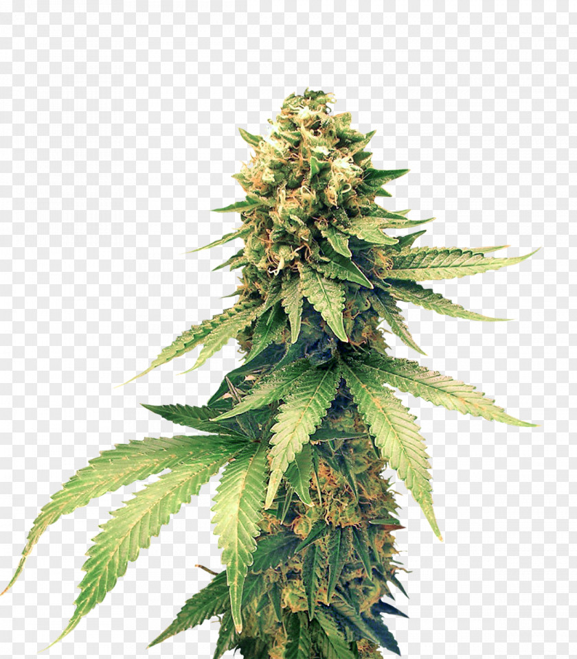 Cannabis Cup Hemp Medical Hashish PNG