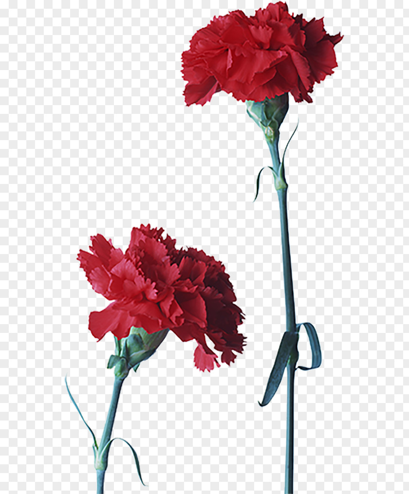 Flower Carnation Cut Flowers Red Petal PNG