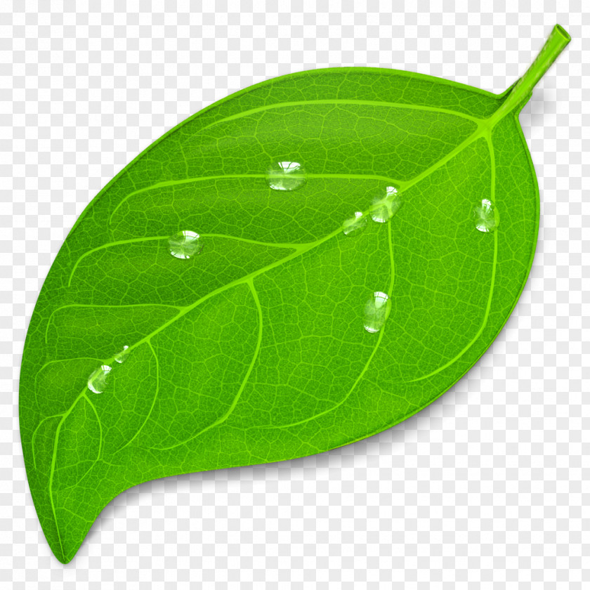 Green Leaves Web Development Coda MacOS PNG