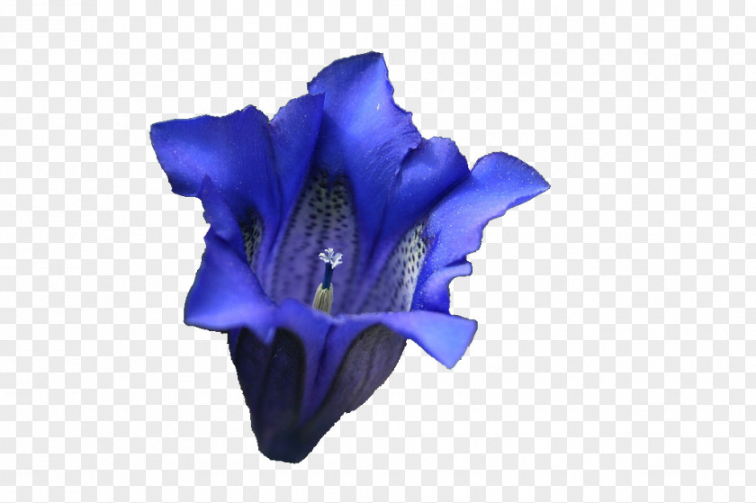 Lilac Flower Lavender Blue Violet Purple PNG