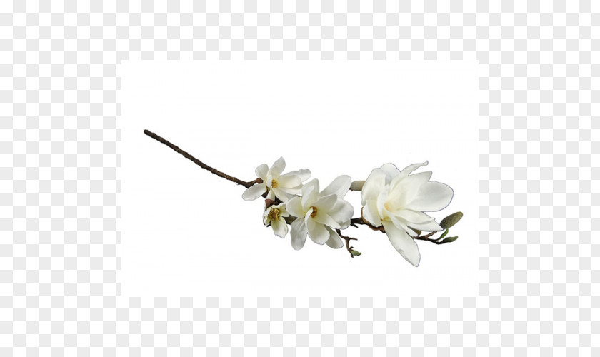 White Magnolia Cut Flowers Vase Flower Bouquet Flowering Plant PNG