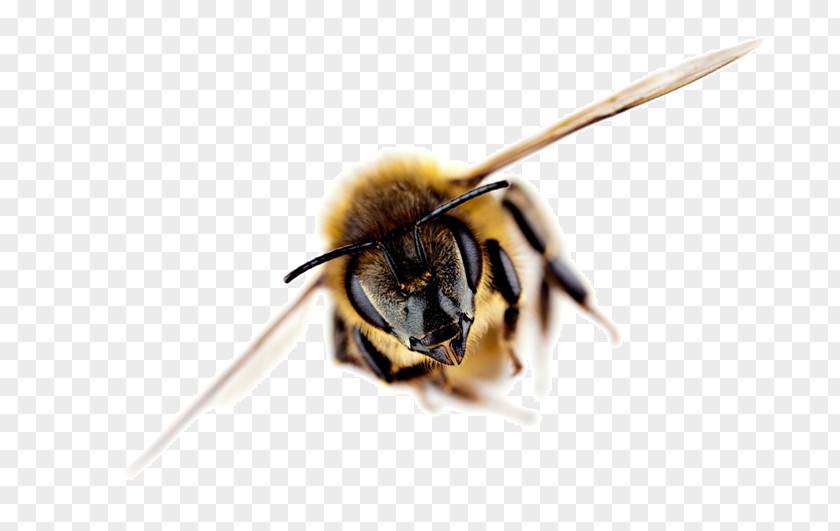 Bee Western Honey Africanized Science Beehive PNG