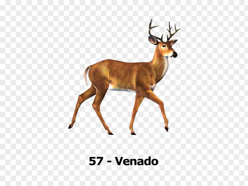Deer Desktop Wallpaper Don't Starve Together PNG