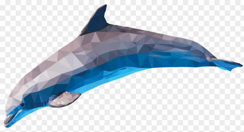 Dolphin Common Bottlenose Short-beaked Tucuxi Rough-toothed PNG