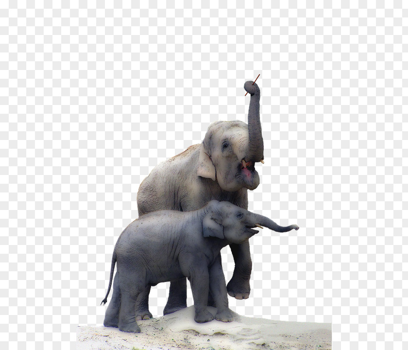 Elephants Indian Elephant Endotheliotropic Herpesvirus Pixel PNG