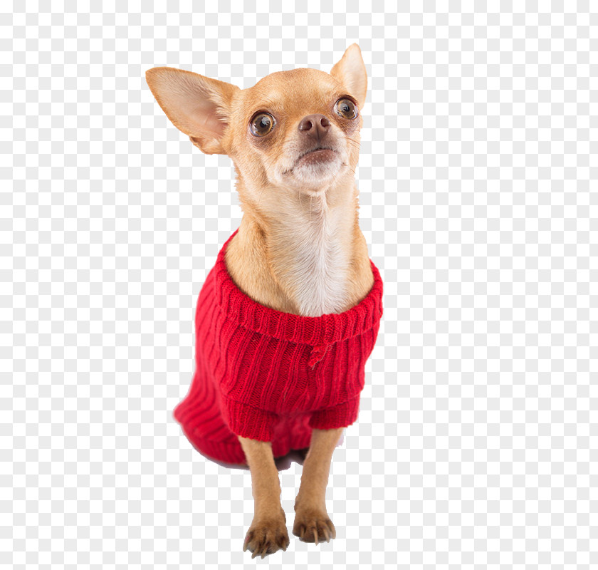 Puppy Chihuahua Dog Breed Companion Clothing PNG