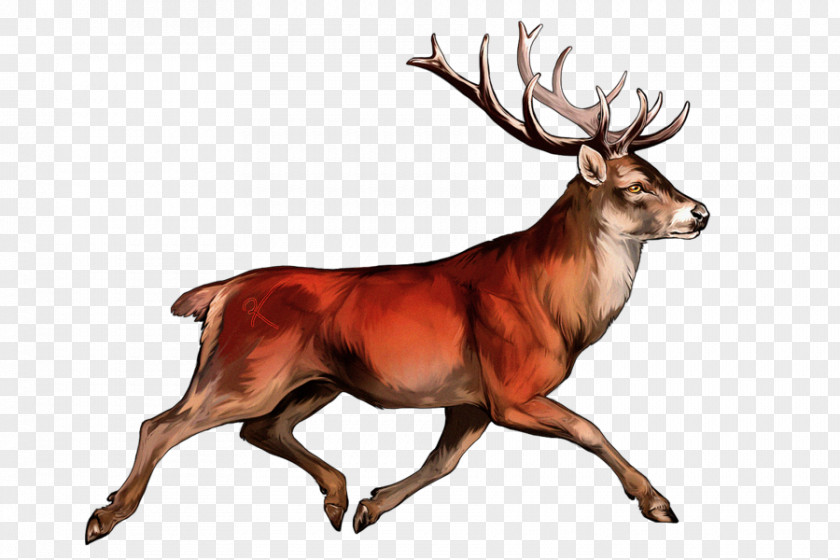 Reindeer White-tailed Deer Irish Elk Red PNG