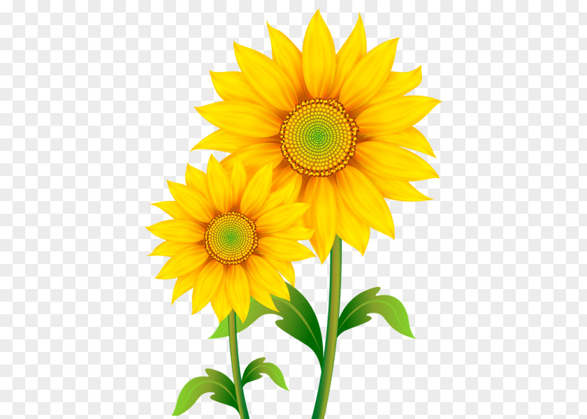 Sunflowers Transparent Images Download Clip Art PNG