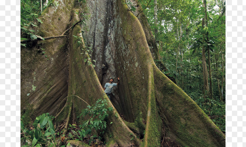 Tree Kapok Rainforest Valdivian Temperate Rain Forest Yasuni National Park PNG
