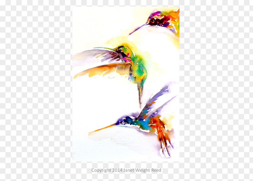 Watercolor Cactus Collection Hummingbird Beak Art Cat PNG