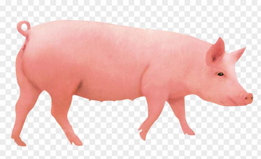 Boar Domestic Pig Pigs Ear Hogs And Computer File PNG
