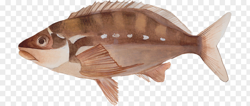 Bony Fishes Marine Biology Fauna Tilapia Oily Fish PNG