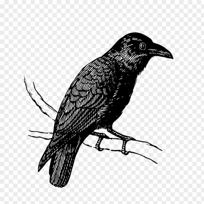 Cuckoo New Caledonian Crow Bird Raven Beak PNG