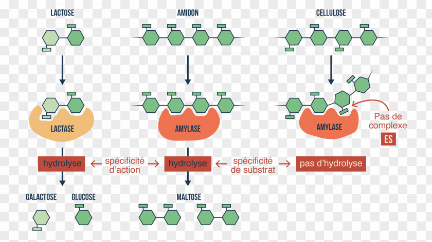 Digestif Digestive Enzyme Amylase Digestion Carbohydrate PNG