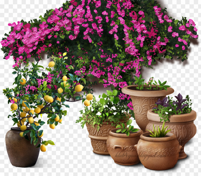 Flower Flowerpot Tree Houseplant Shrub PNG