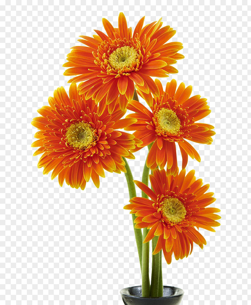 Orange Gerbera Bouquet Transvaal Daisy Flower Chrysanthemum PNG