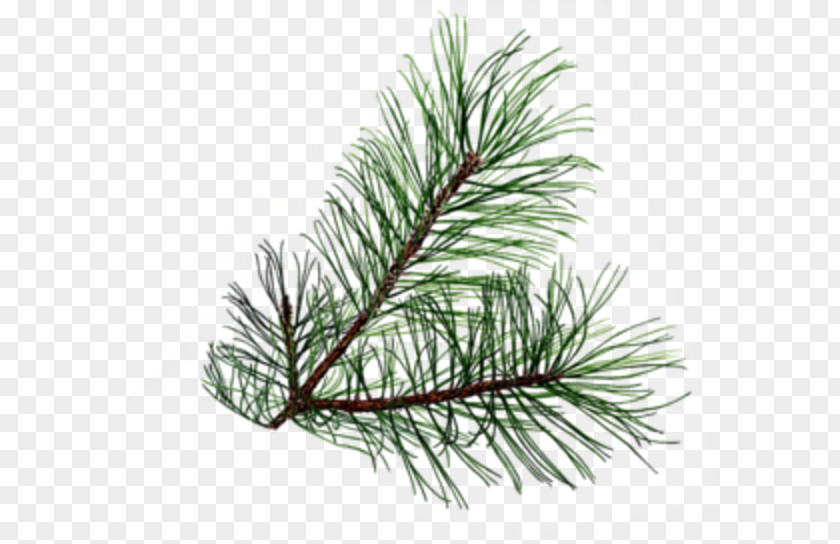 Pine Branch Evergreen Clip Art PNG