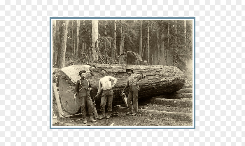 Wood Oregon Logger: Life And Times Of A.C. Samuel Lumberjack Tree PNG