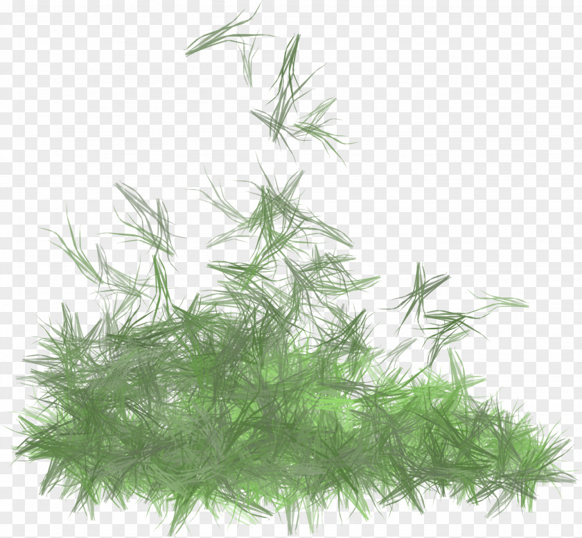 Aquarium Tree Herb PNG