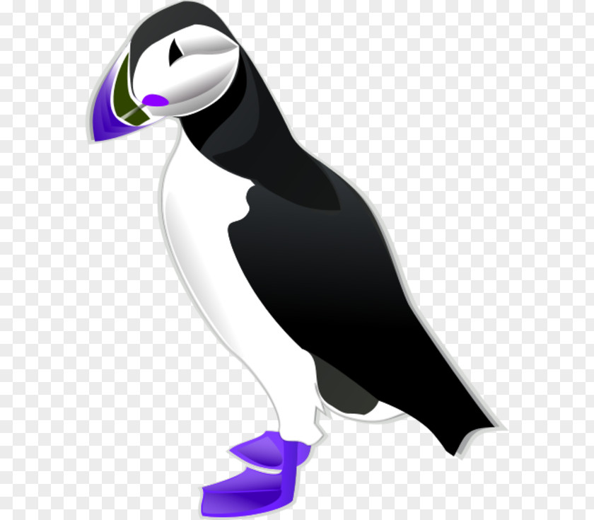 Bird Atlantic Puffin Clip Art Tufted Vector Graphics PNG