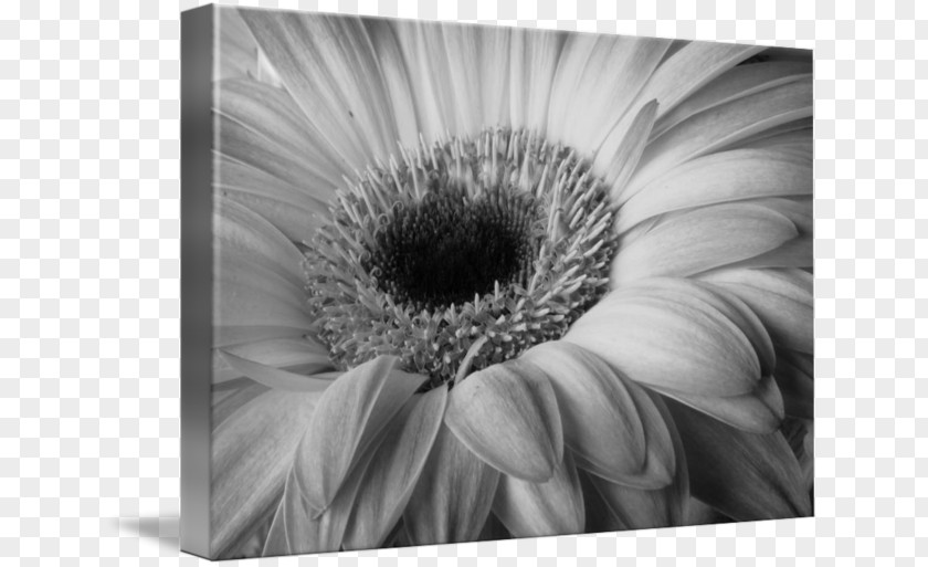 Flower Black And White Nature Photography PNG