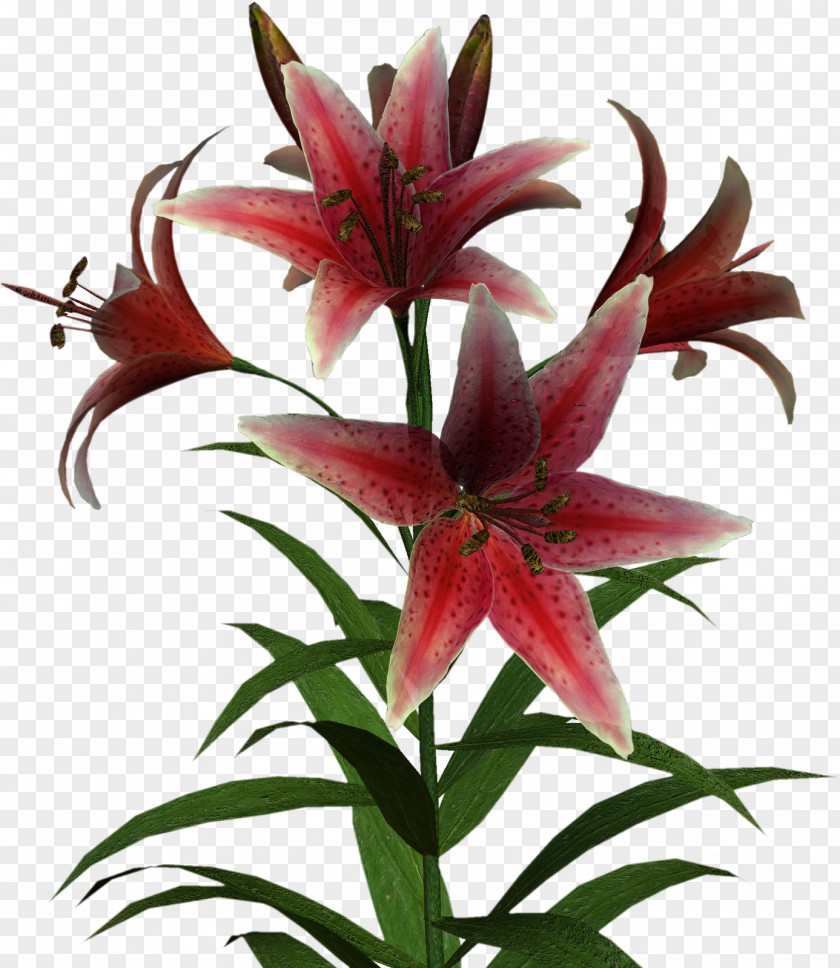 Graphics Flower Lilium Clip Art PNG