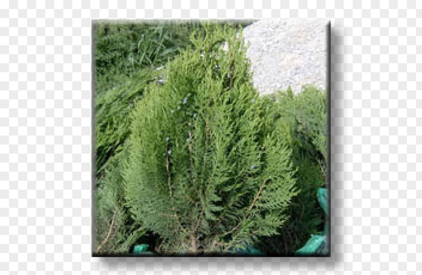 Plant Juniper Arborvitae Evergreen Oriental Arbor-vitae Conifers PNG