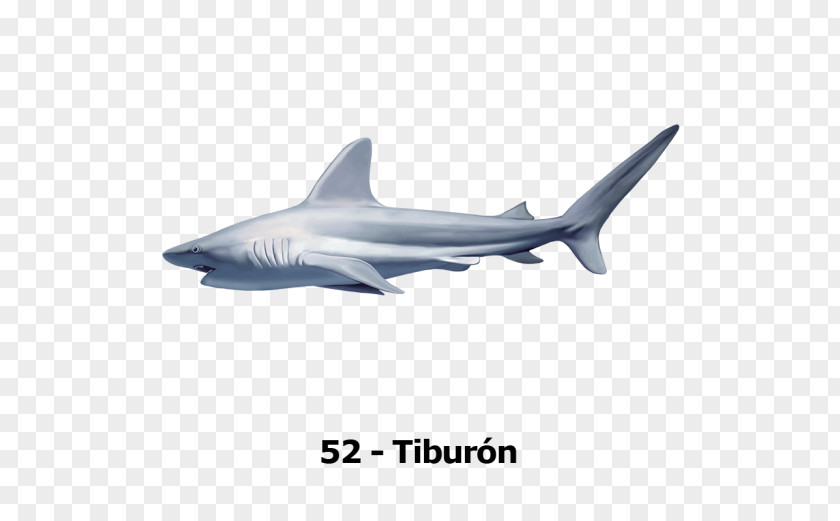 Tiburon Tiger Shark Squaliform Sharks Desktop Wallpaper PNG