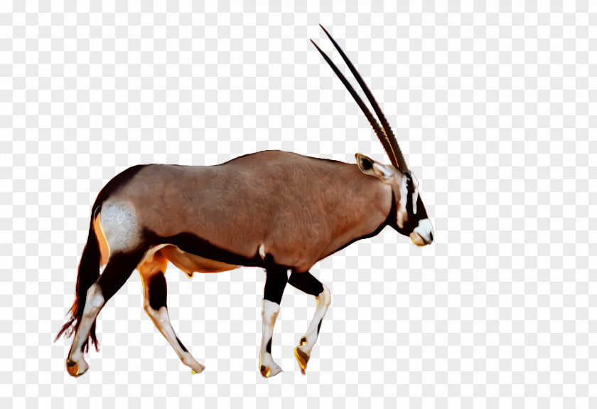 Waterbuck Cowgoat Family Gemsbok Oryx Antelope Wildlife Horn PNG