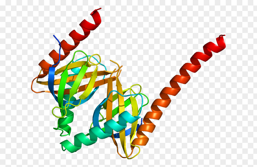 APPL1 Signal Transducing Adaptor Protein Endosome OCRL PNG