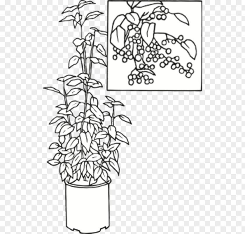Aristotelia Chilensis Plant Stem Visual Arts Leaf Flower PNG