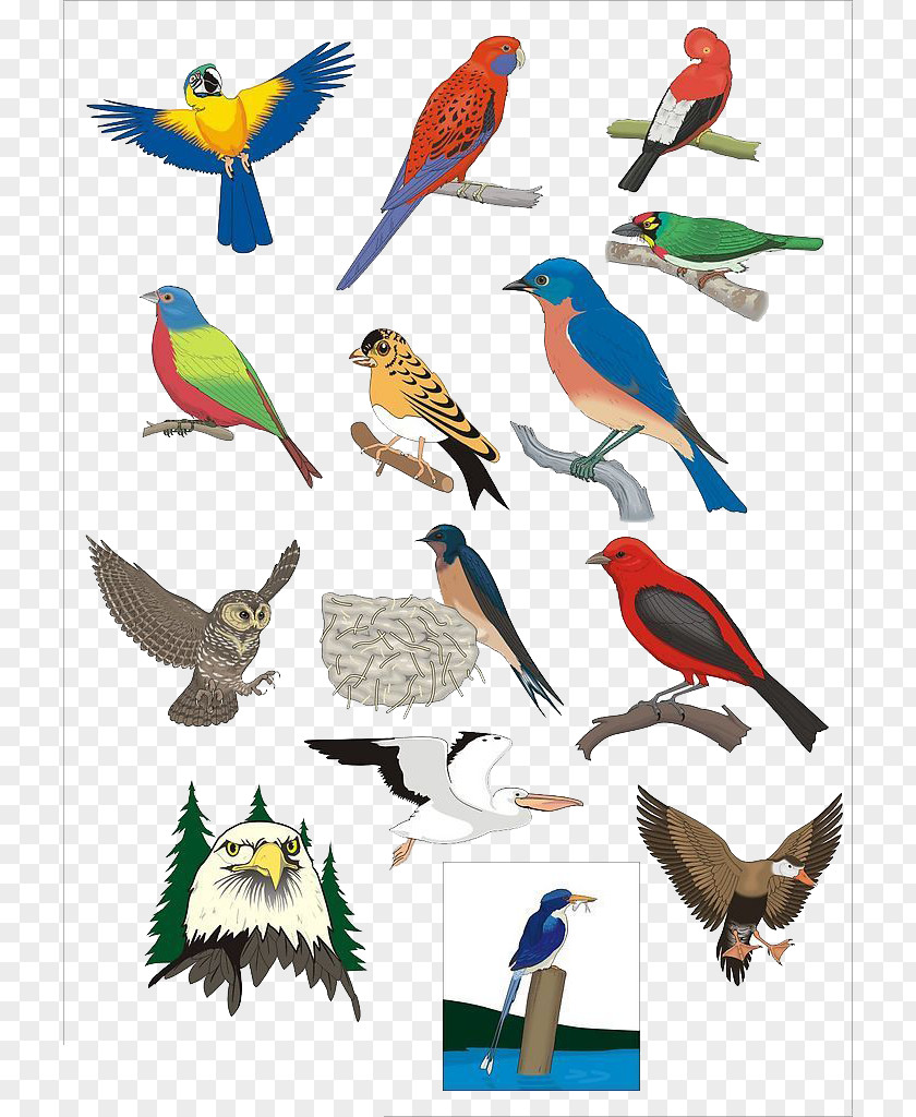 Bird Beak Cdr Clip Art PNG