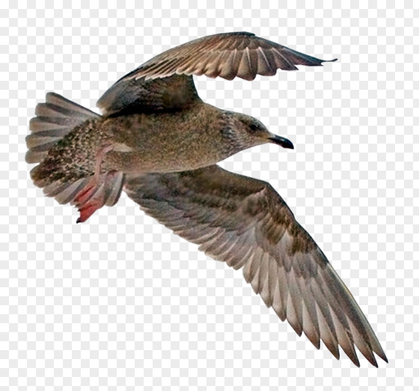 Bird Seabird Water Beak Feather PNG