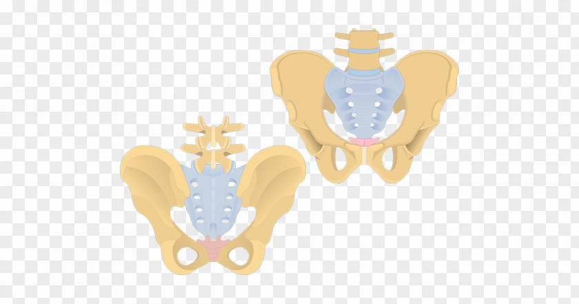 Coccyx Sacrum Pelvis Human Vertebral Column PNG